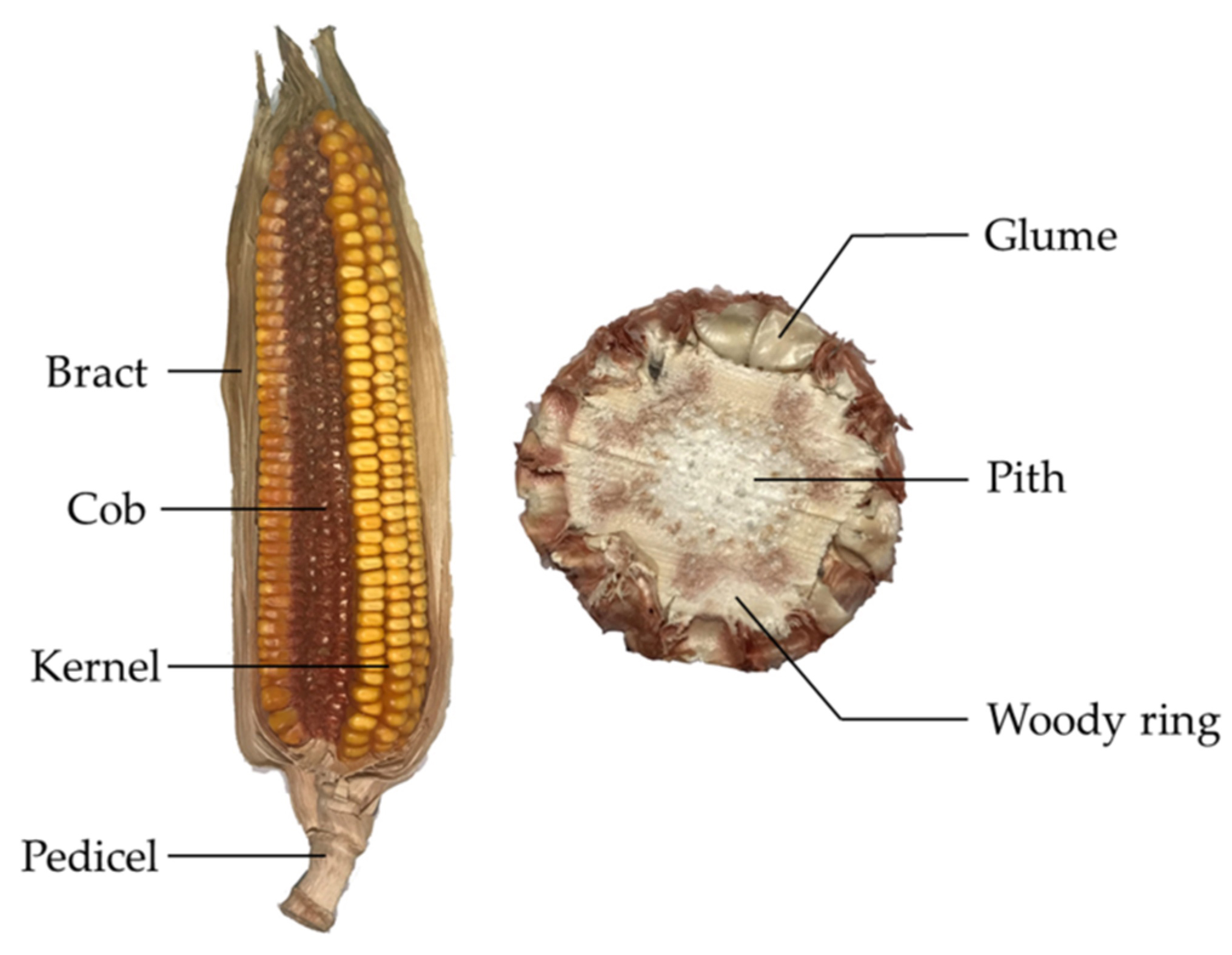 Parts Of Corn Cob: A Fascinating Guide To The Details